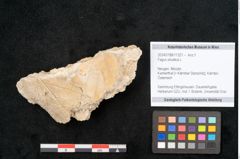 Foto (Objekt + Etikett) von Fagus silvatica L. (NHMW-GEO-2024-0188-11321)
